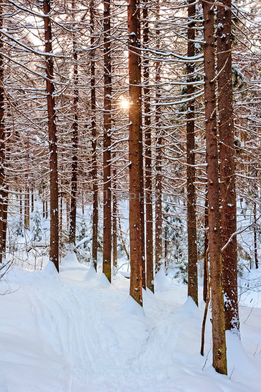 The sun shines through the pine trunks in winter forest. by kosmsos111