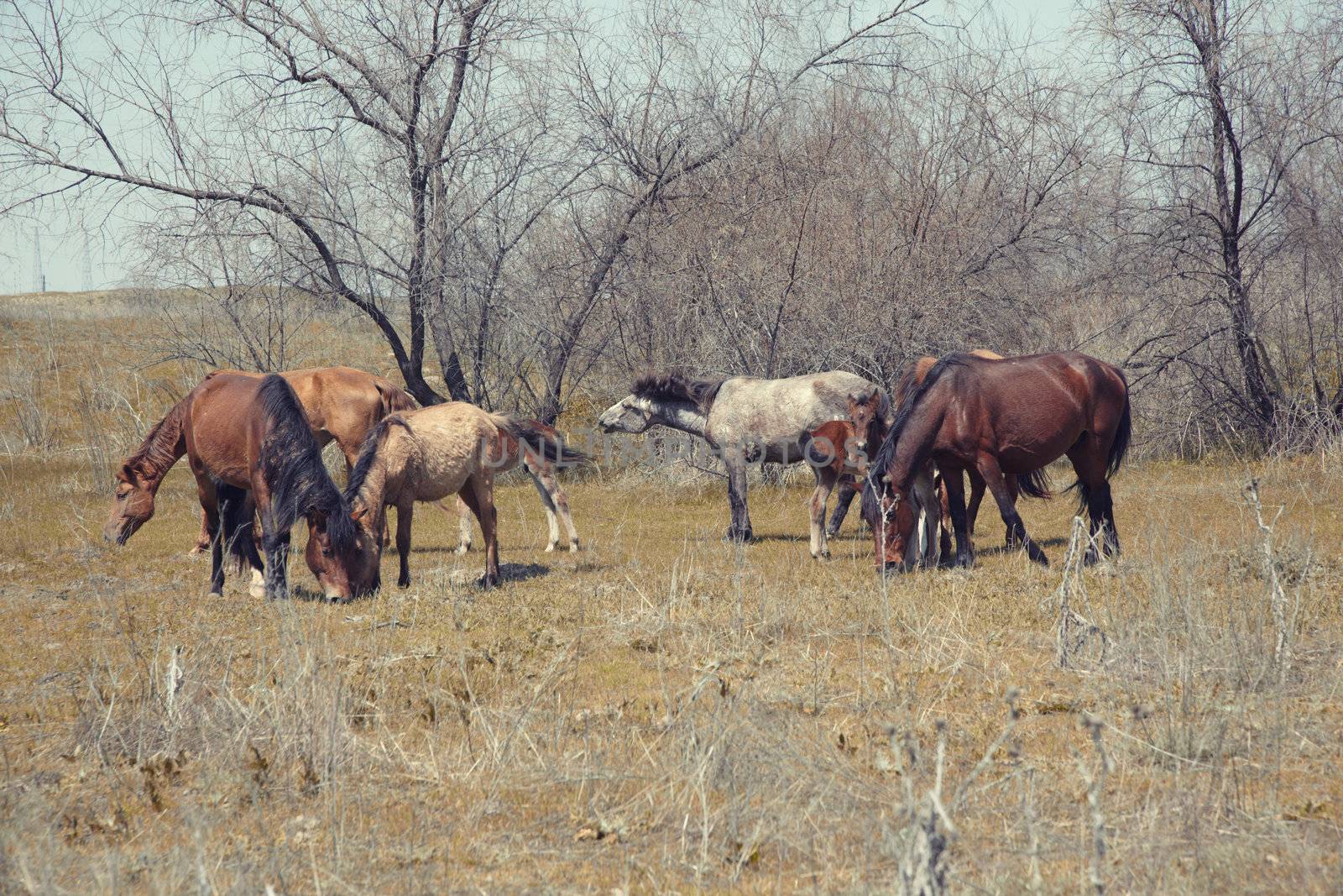 Seven horses outdoors browsing in a steppe. Horizontal photo