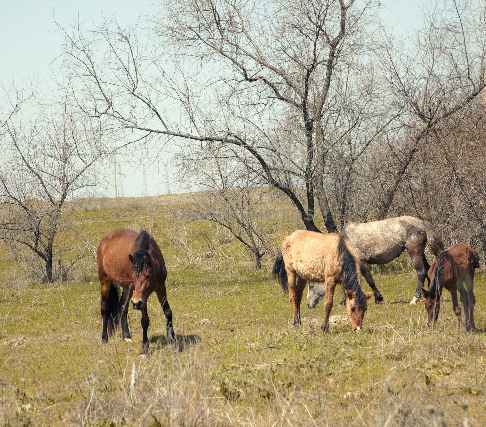 Browsing horses by Novic