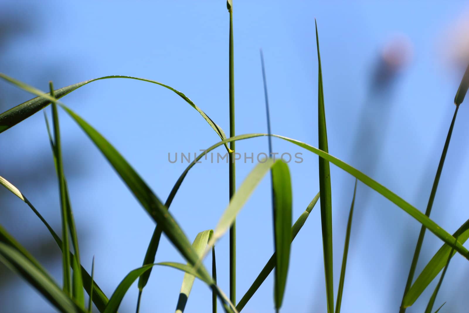 abstract view of green grass over the blue sky