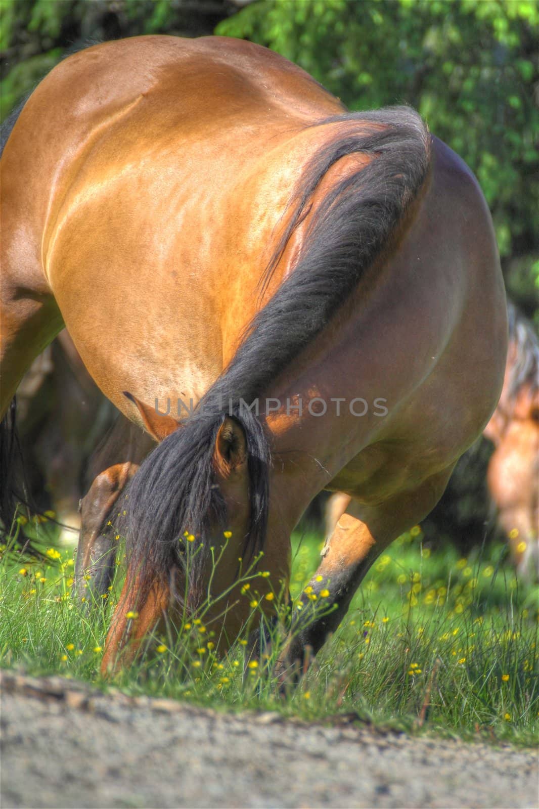 beautiful horse grazing among its herd in the mountains