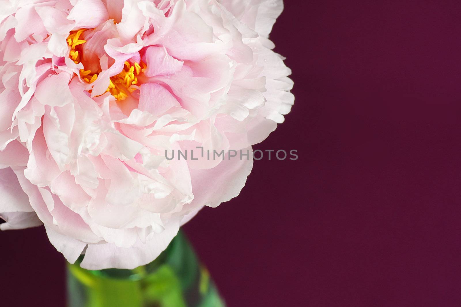 Beautiful macro of pale pink peony flower in a transparent cristal vase over dramatic burgundy background.