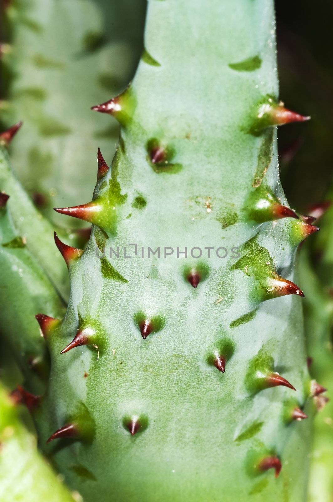 Cap Aloe with thorns