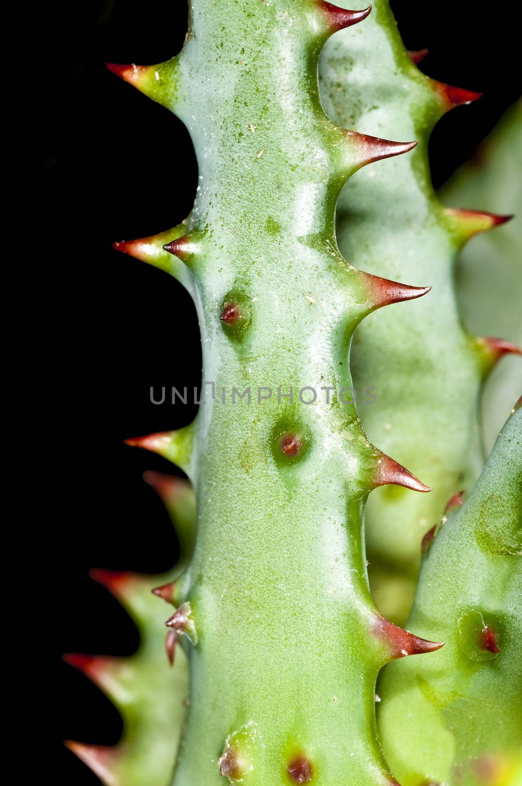 Cap Aloe with thorns by Jochen