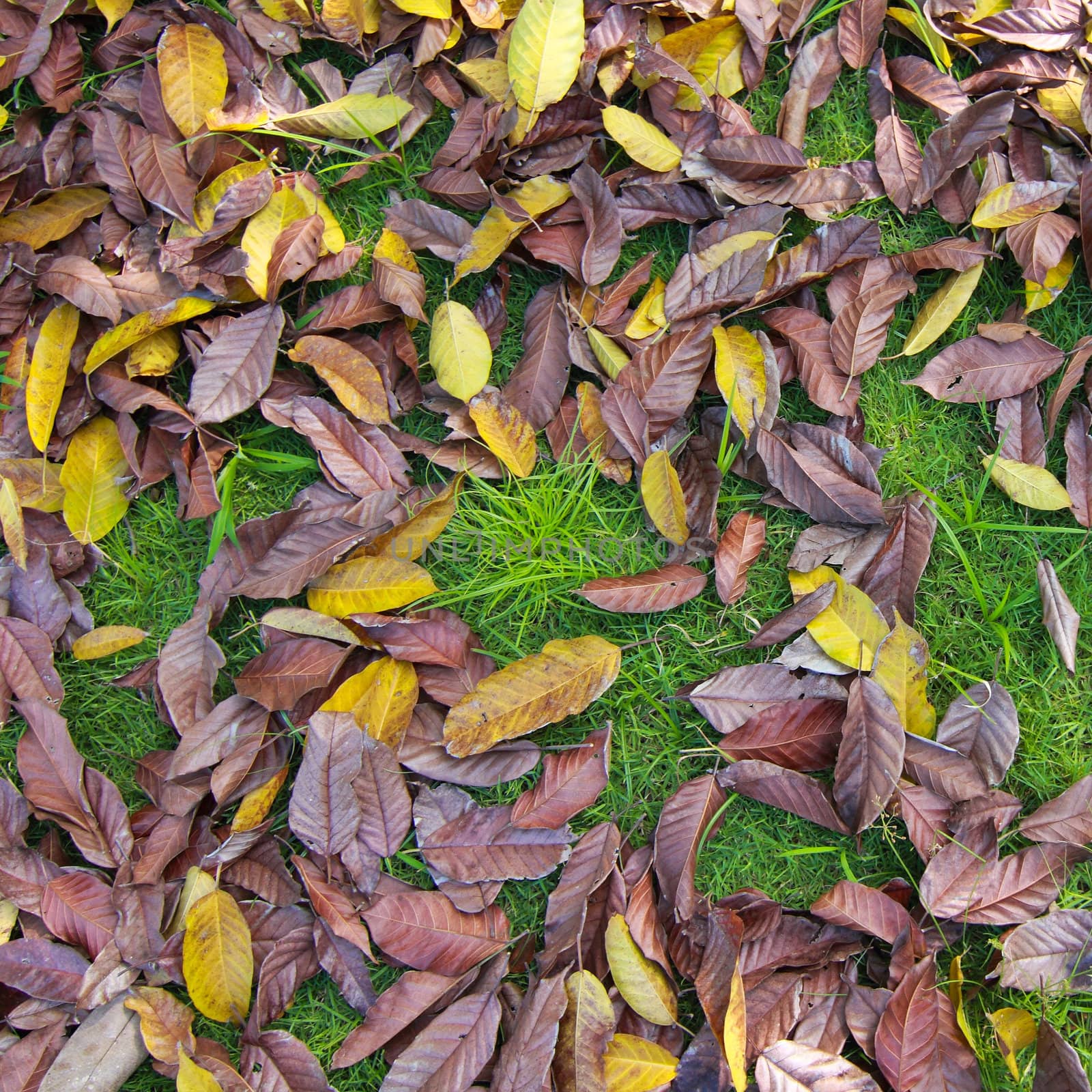 Leaf on green grass with background