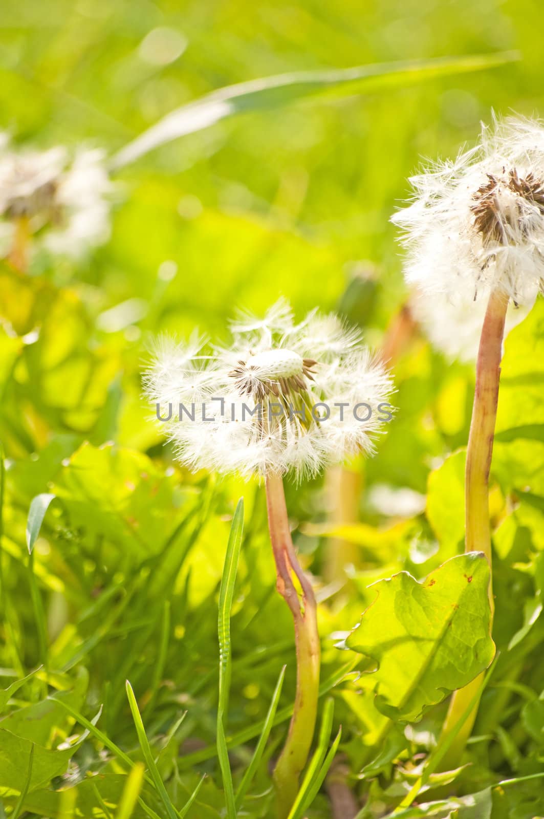 dandelion by Jochen