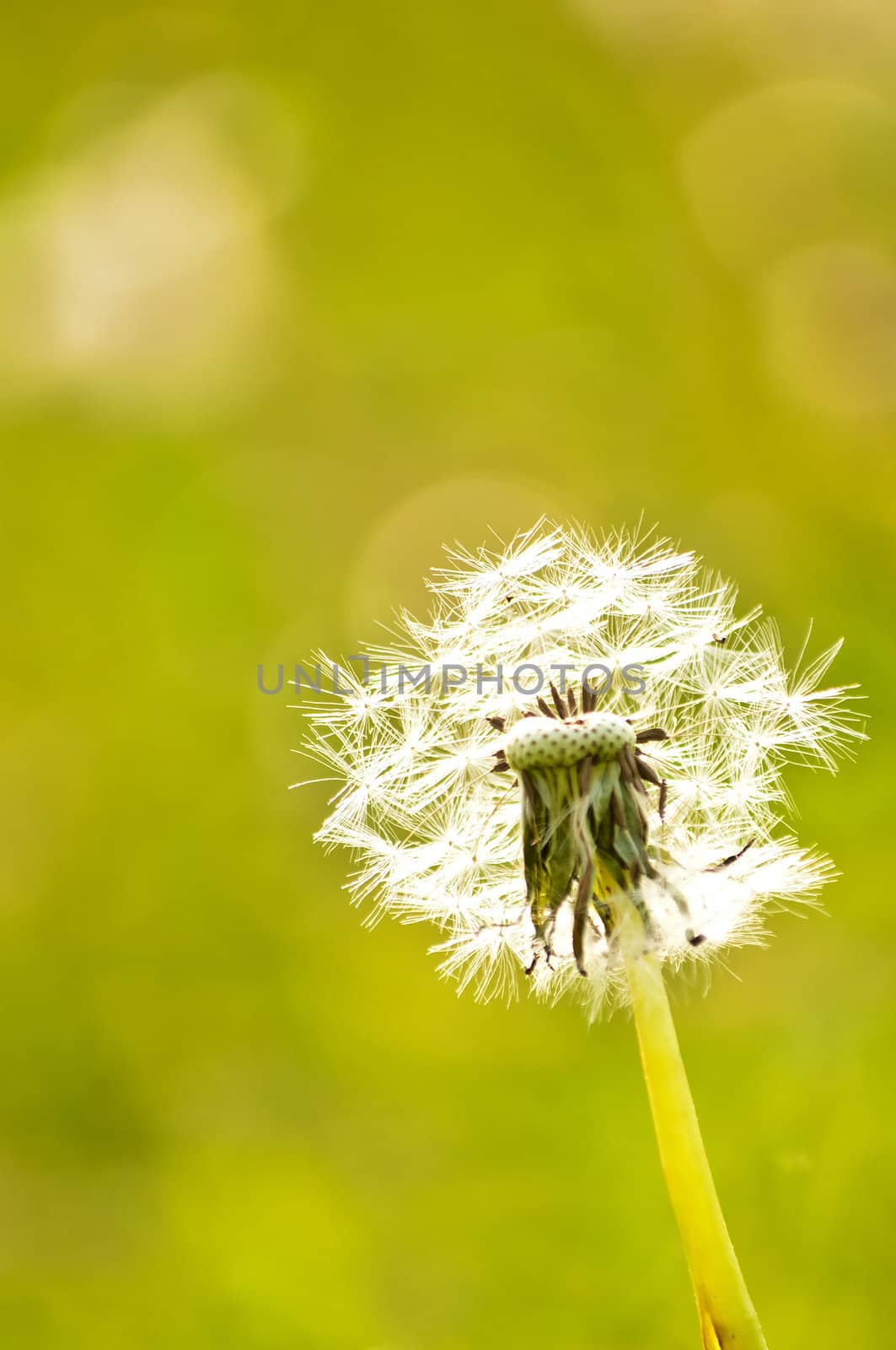 dandelion by Jochen