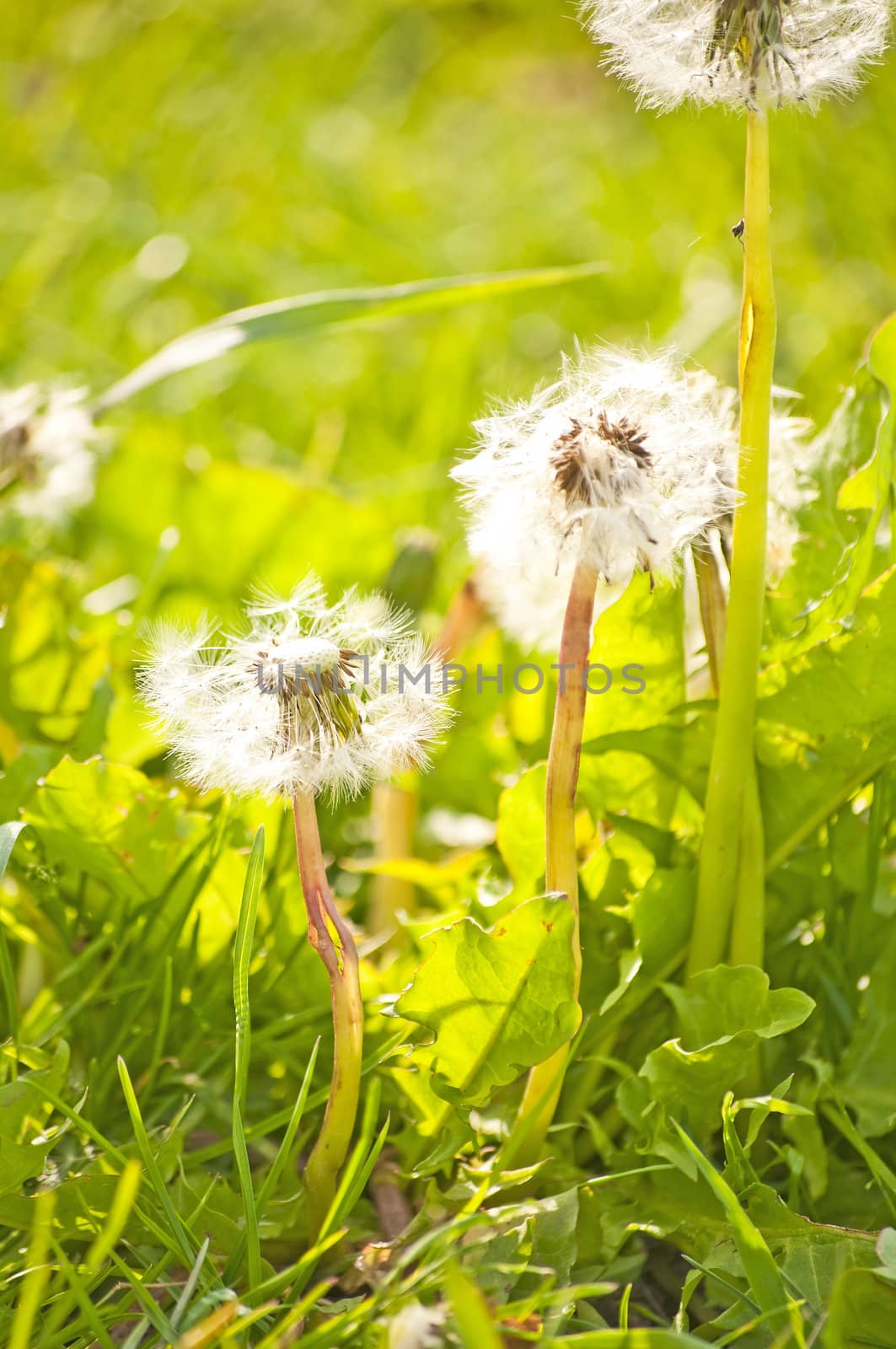 dandelion by Jochen