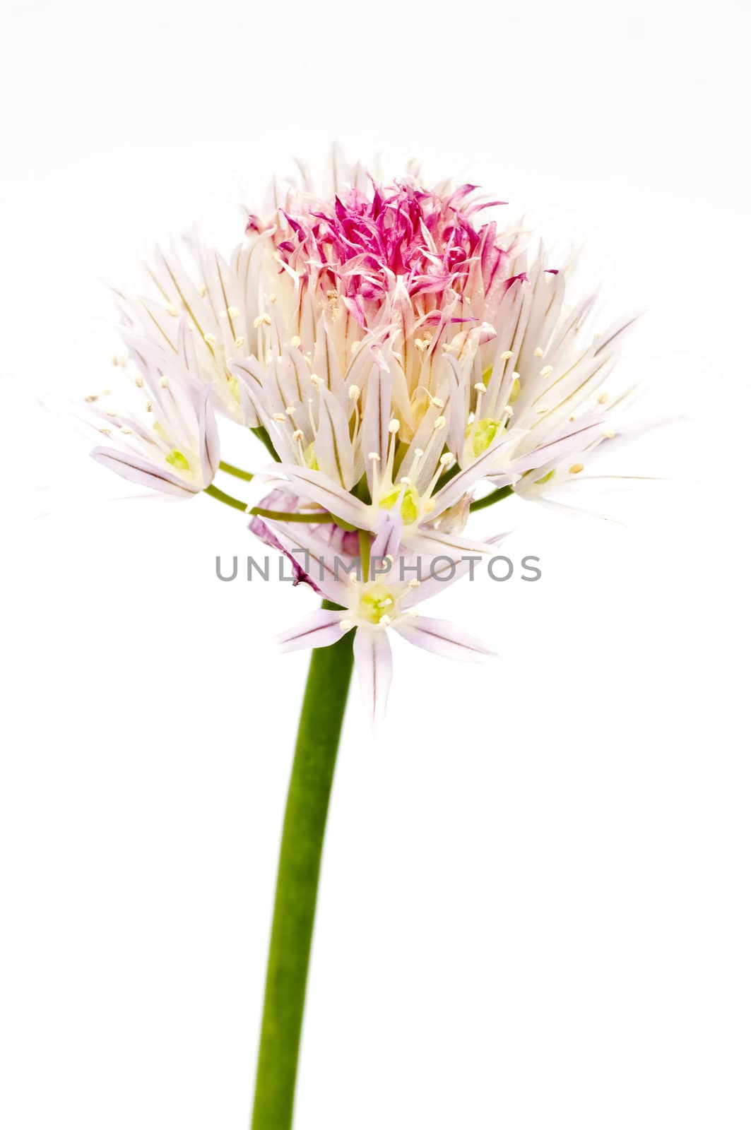 chive blooming by Jochen