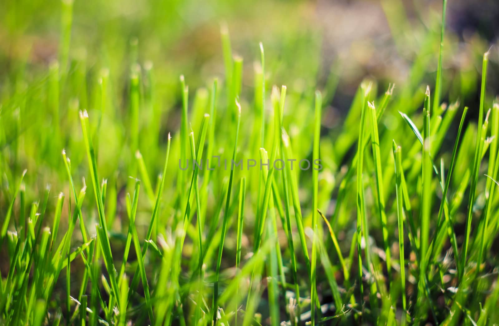 green summer grass in sunlight