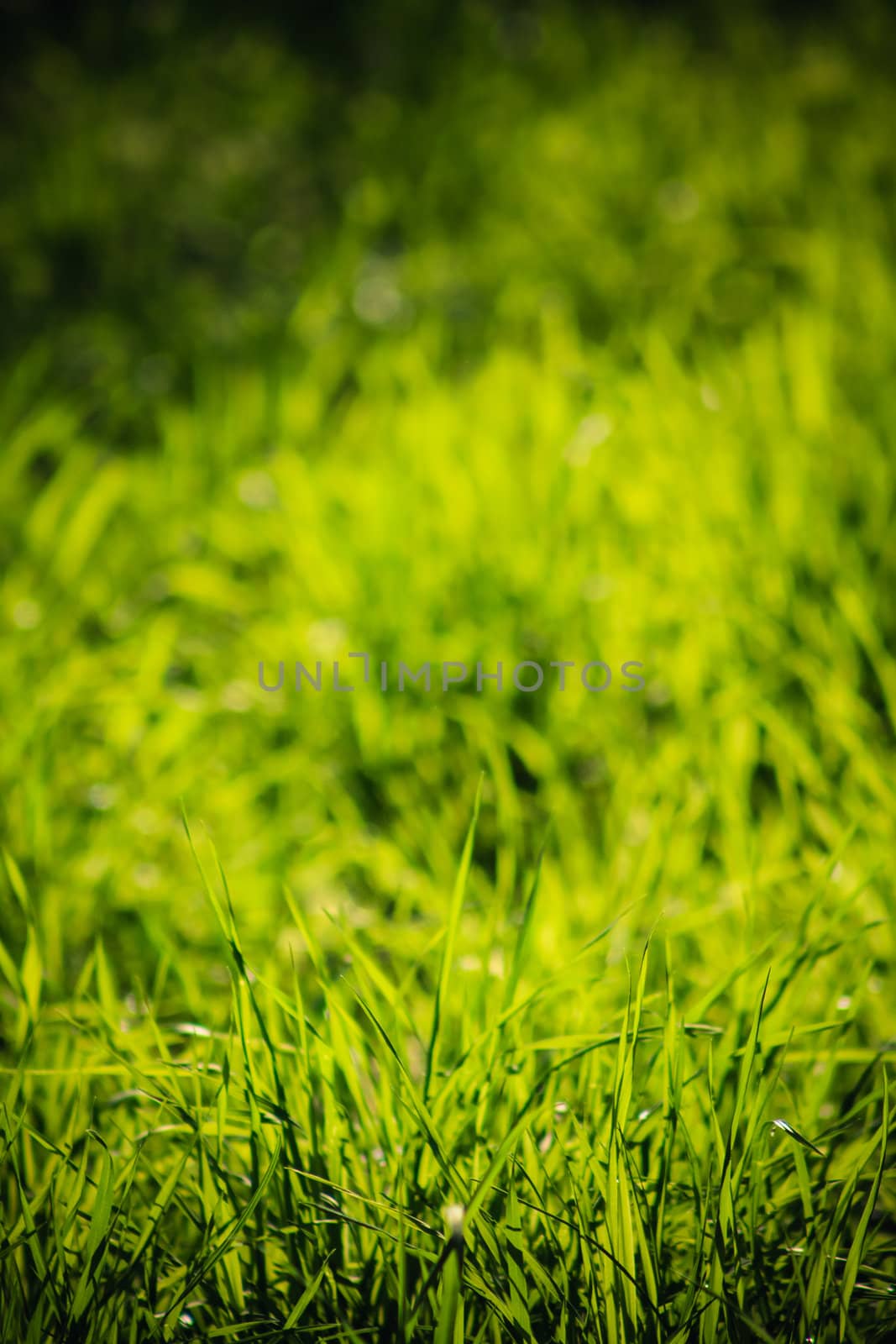 Fresh spring green grass by ryhor