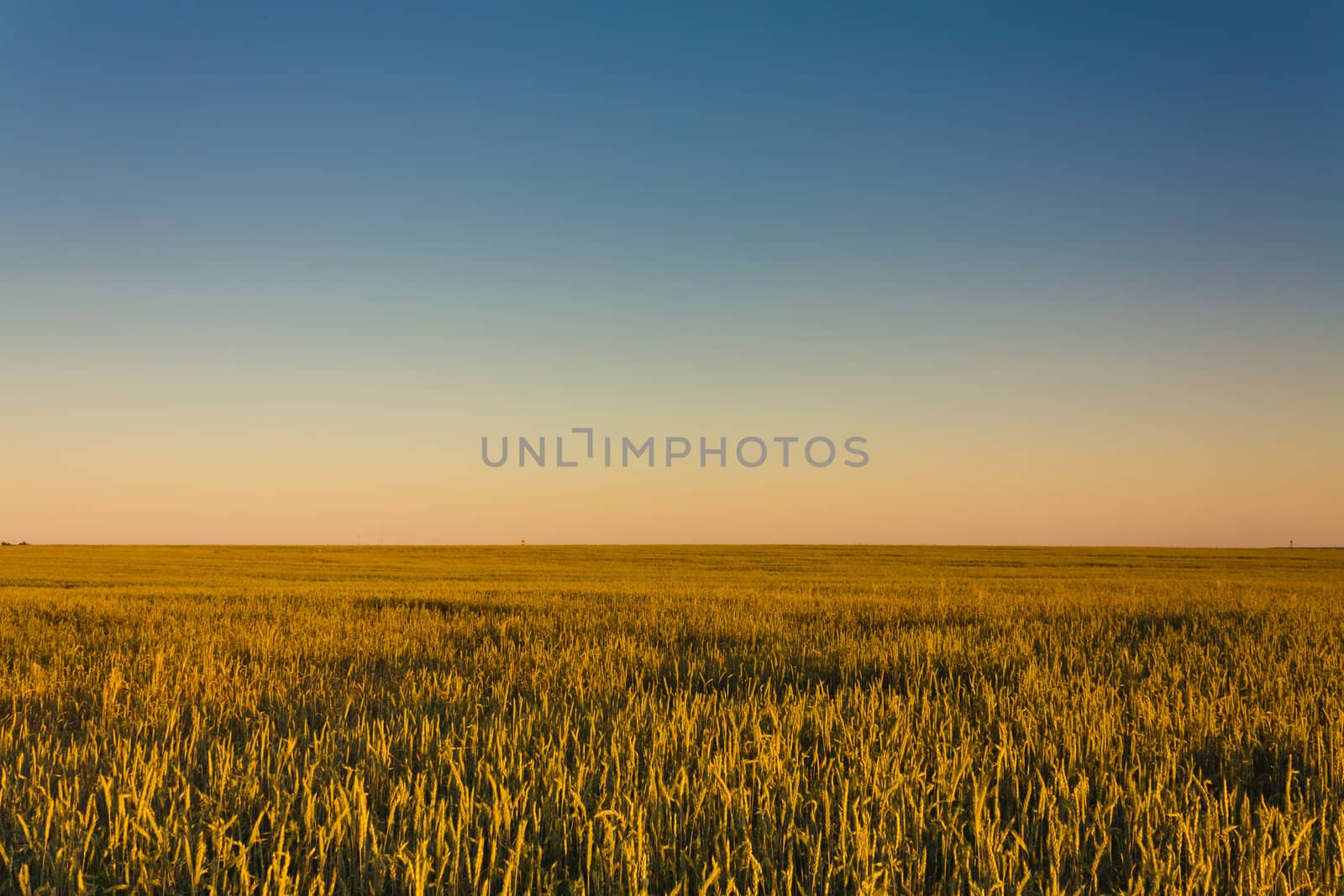 A barley field with shining golden barley ears in summer