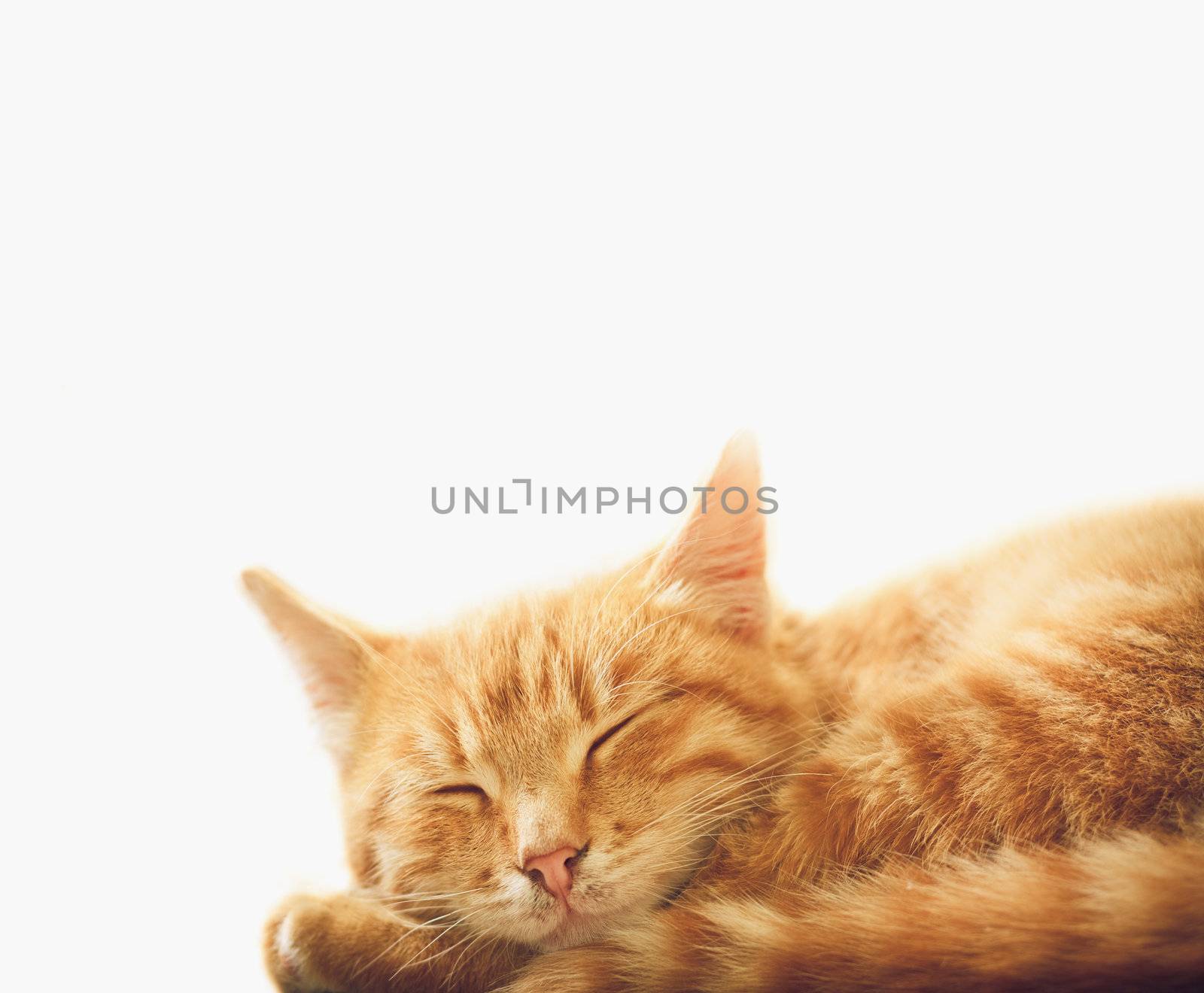 Little Red Kitten Sleeping On White Backgound by ryhor