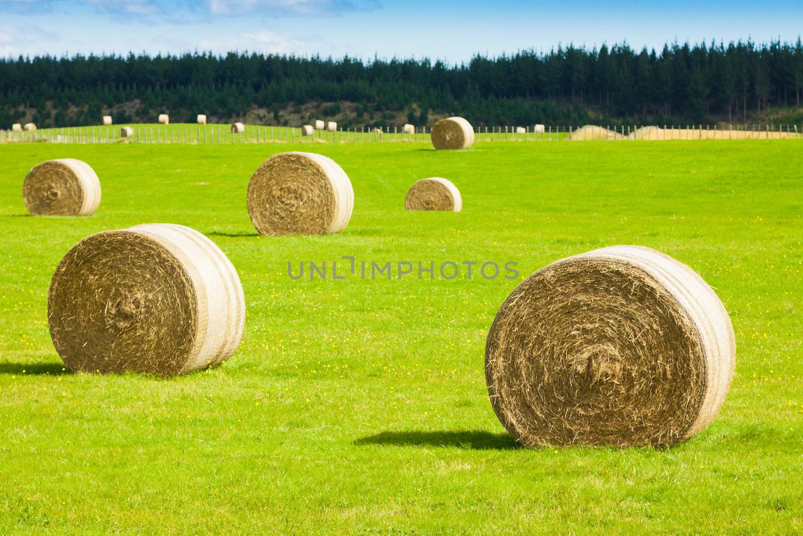 Hay bale rolls in a green field by Jaykayl