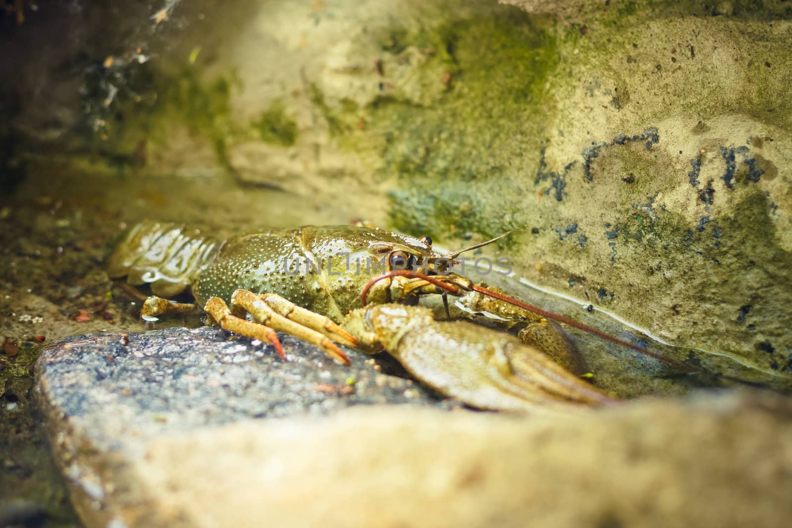 The crawfish on a stone by ryhor