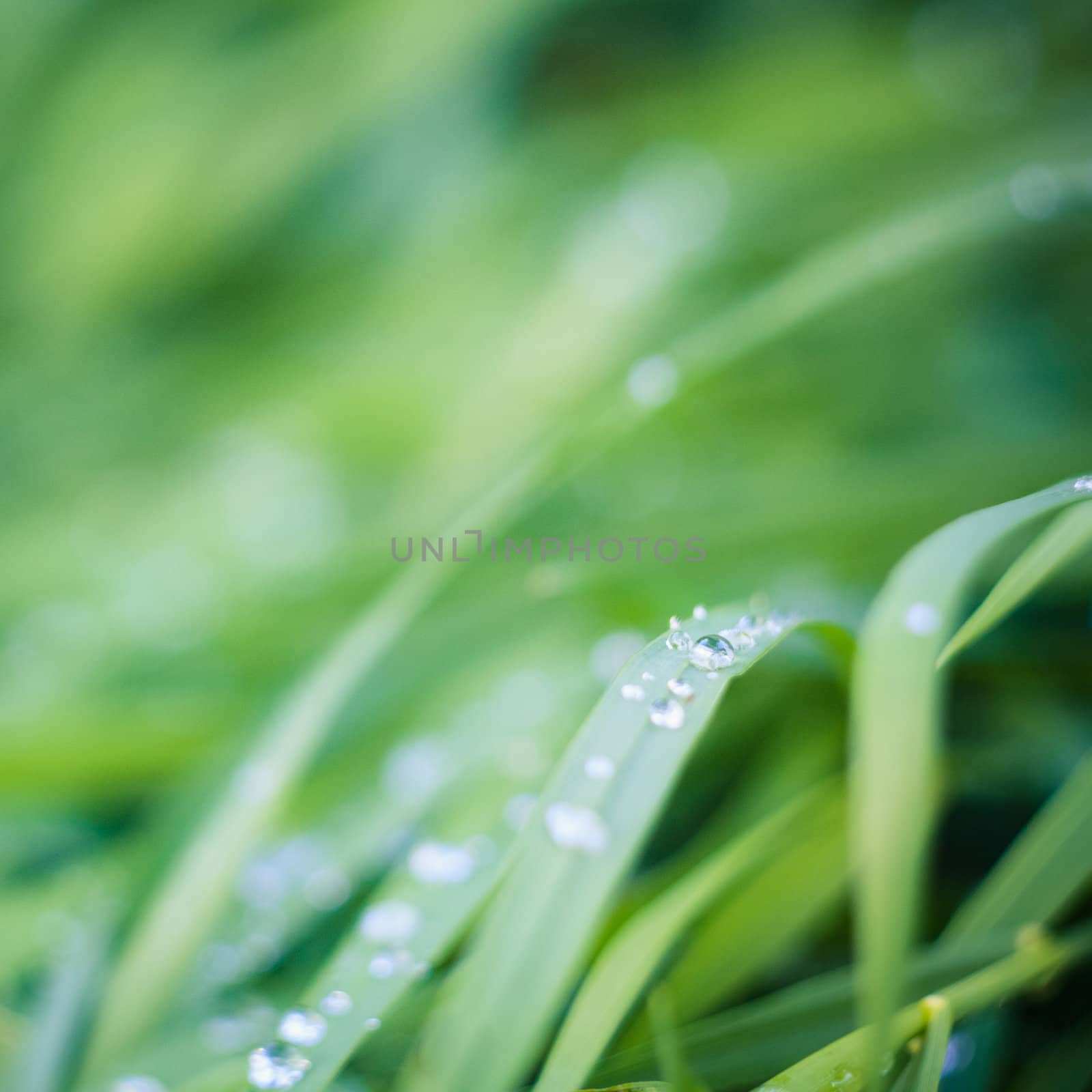 Water drops on the fresh green grass by ryhor