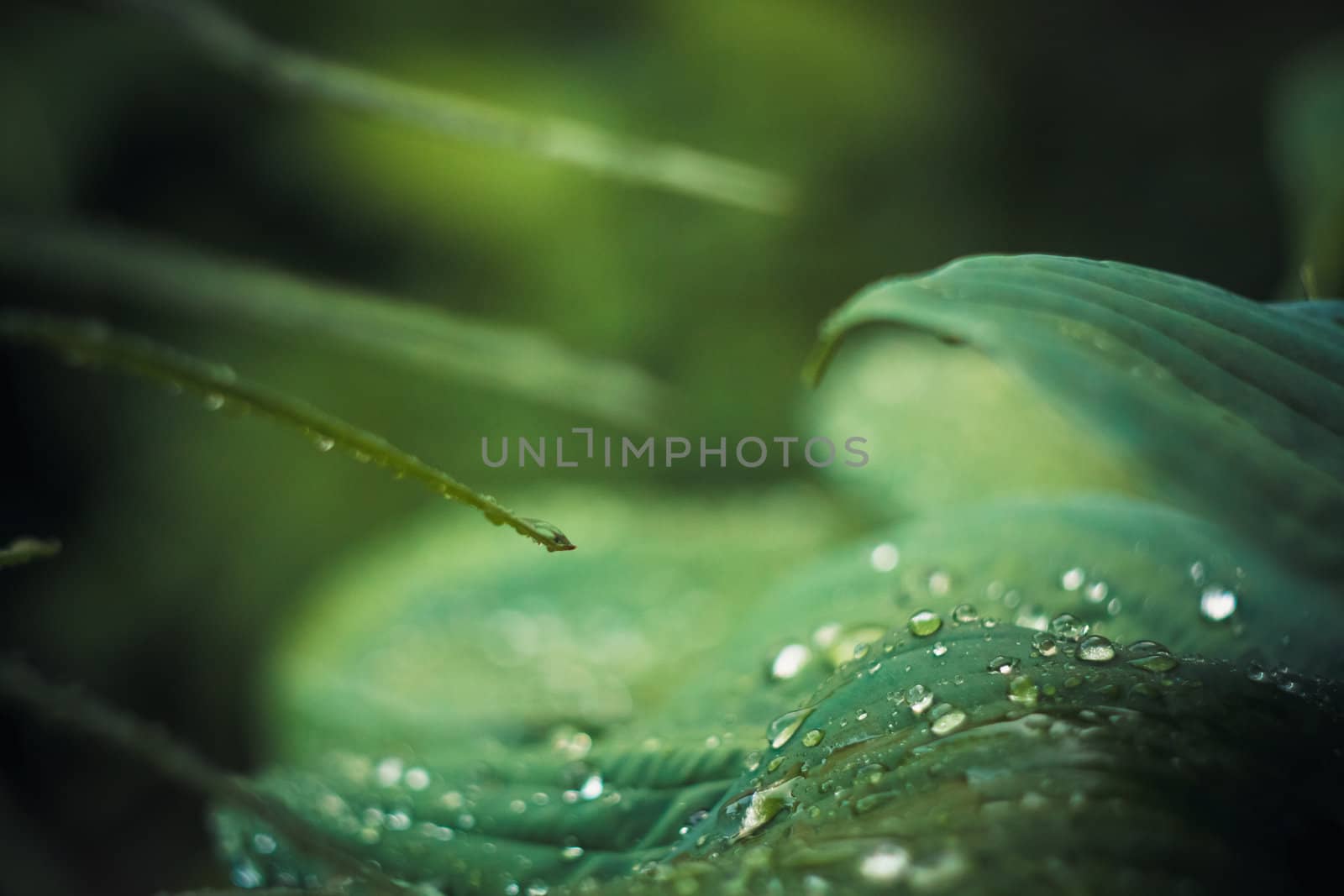 Water drops on the fresh green leaf by ryhor