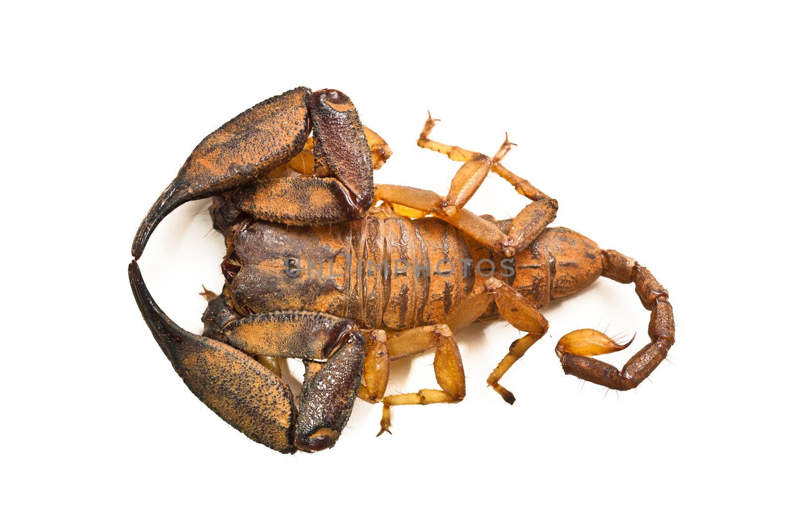 Large australian scorpion by Jaykayl