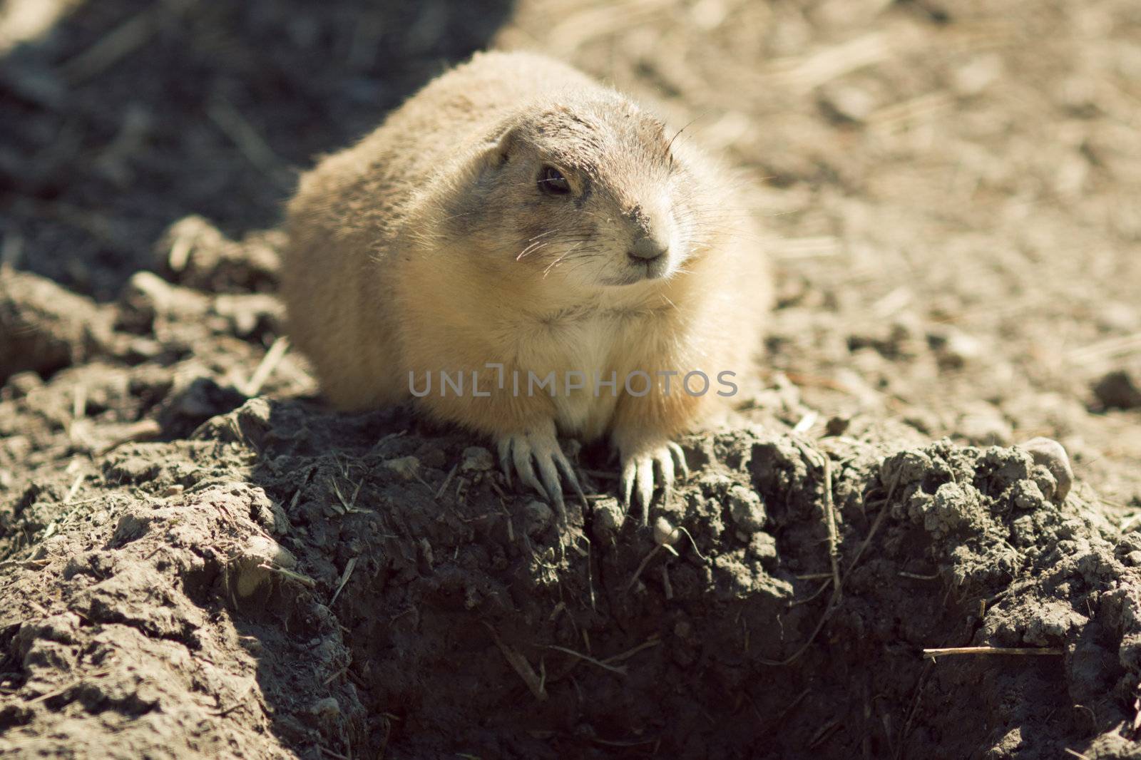 Gopher(Spermophilus dauricus) in the wild nature near the mink