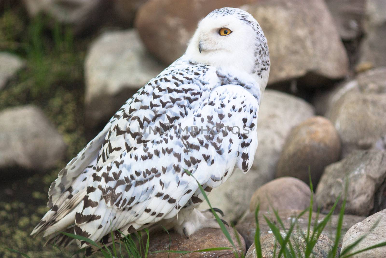 Beautiful brilliant white owl close up