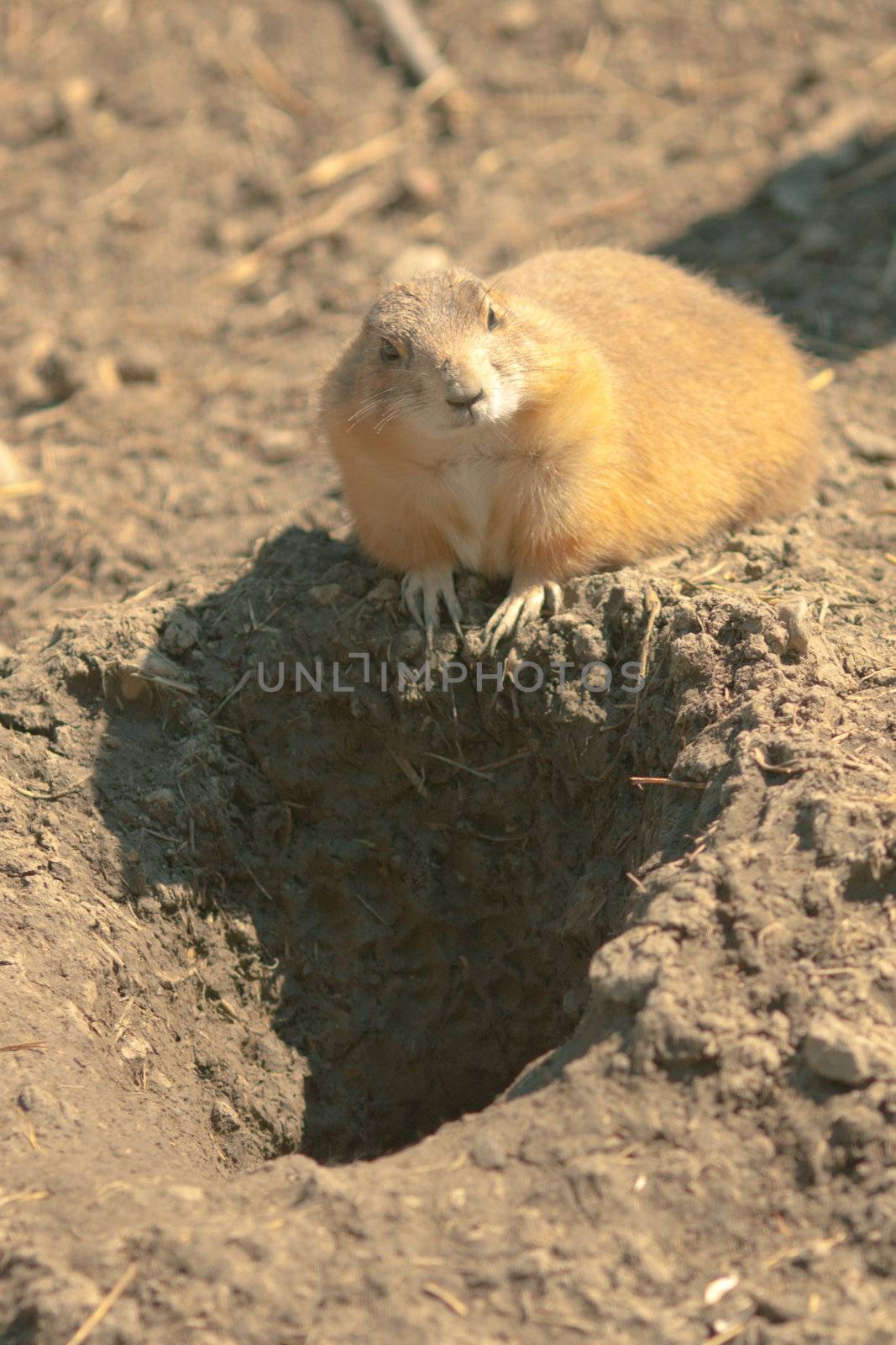 Gopher(Spermophilus dauricus) in the wild nature near the mink