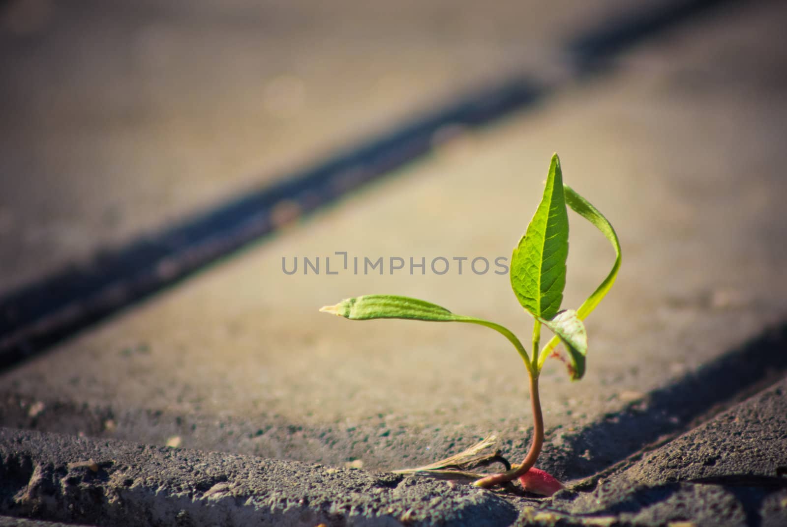 tree growing through crack in pavement by ryhor