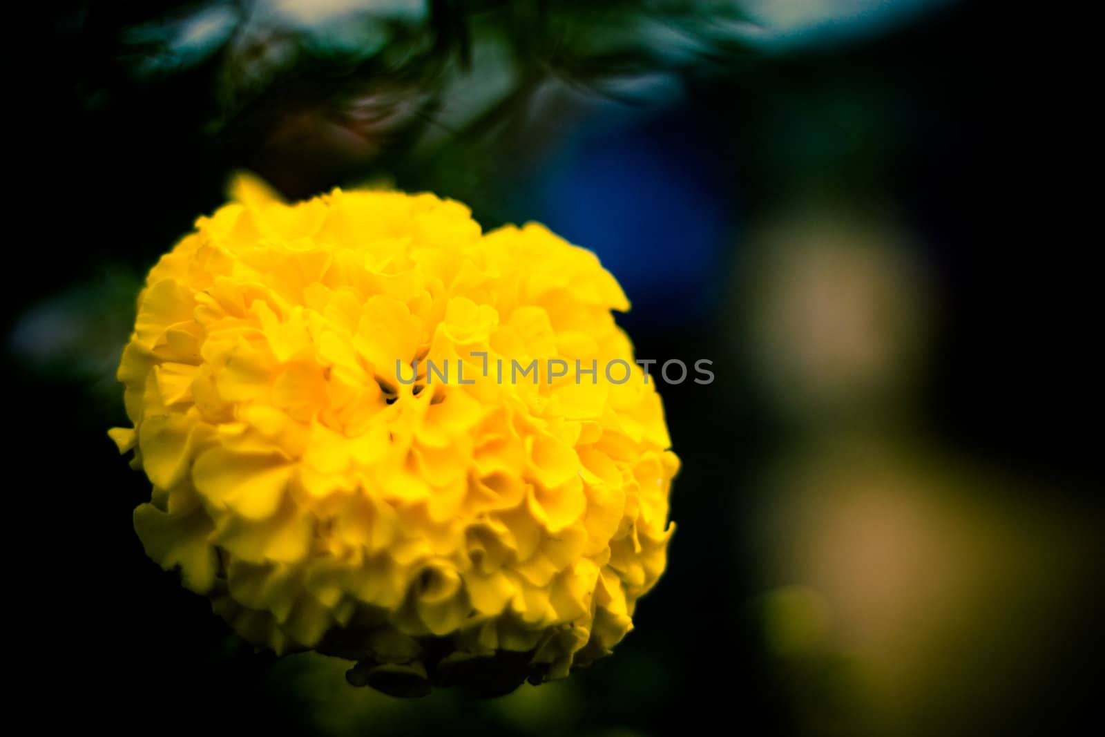 yellow marigold by toliknik