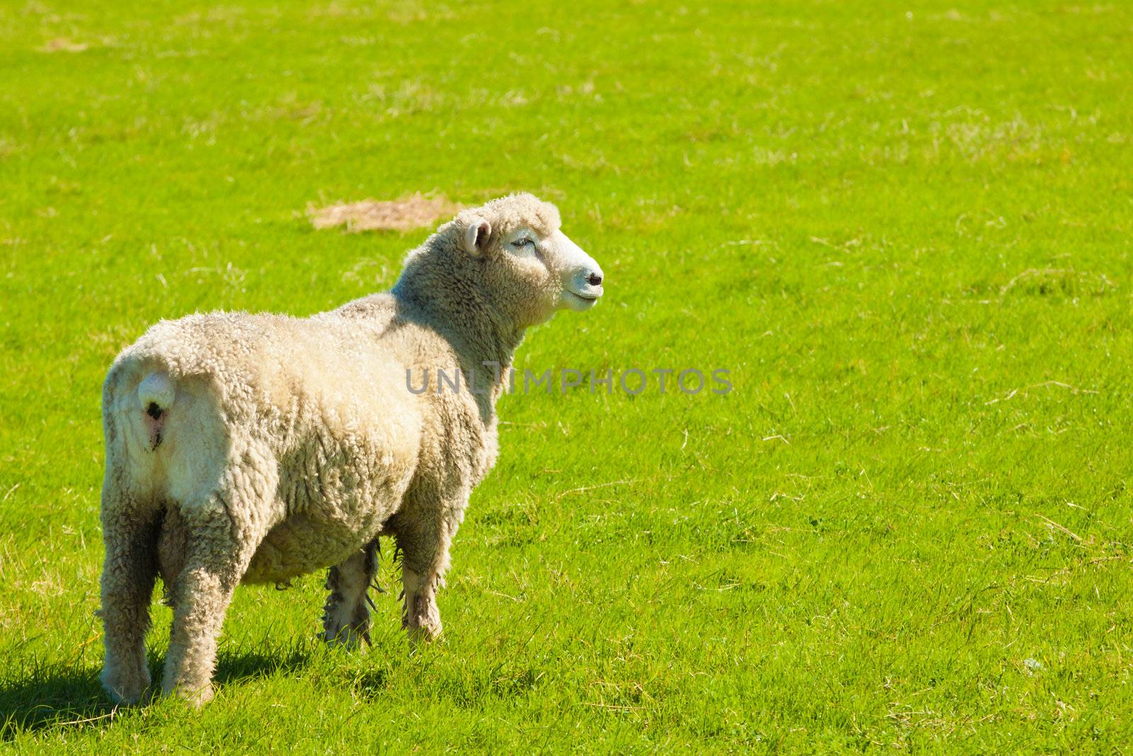 A sheep grazing in a beautiful lush green field