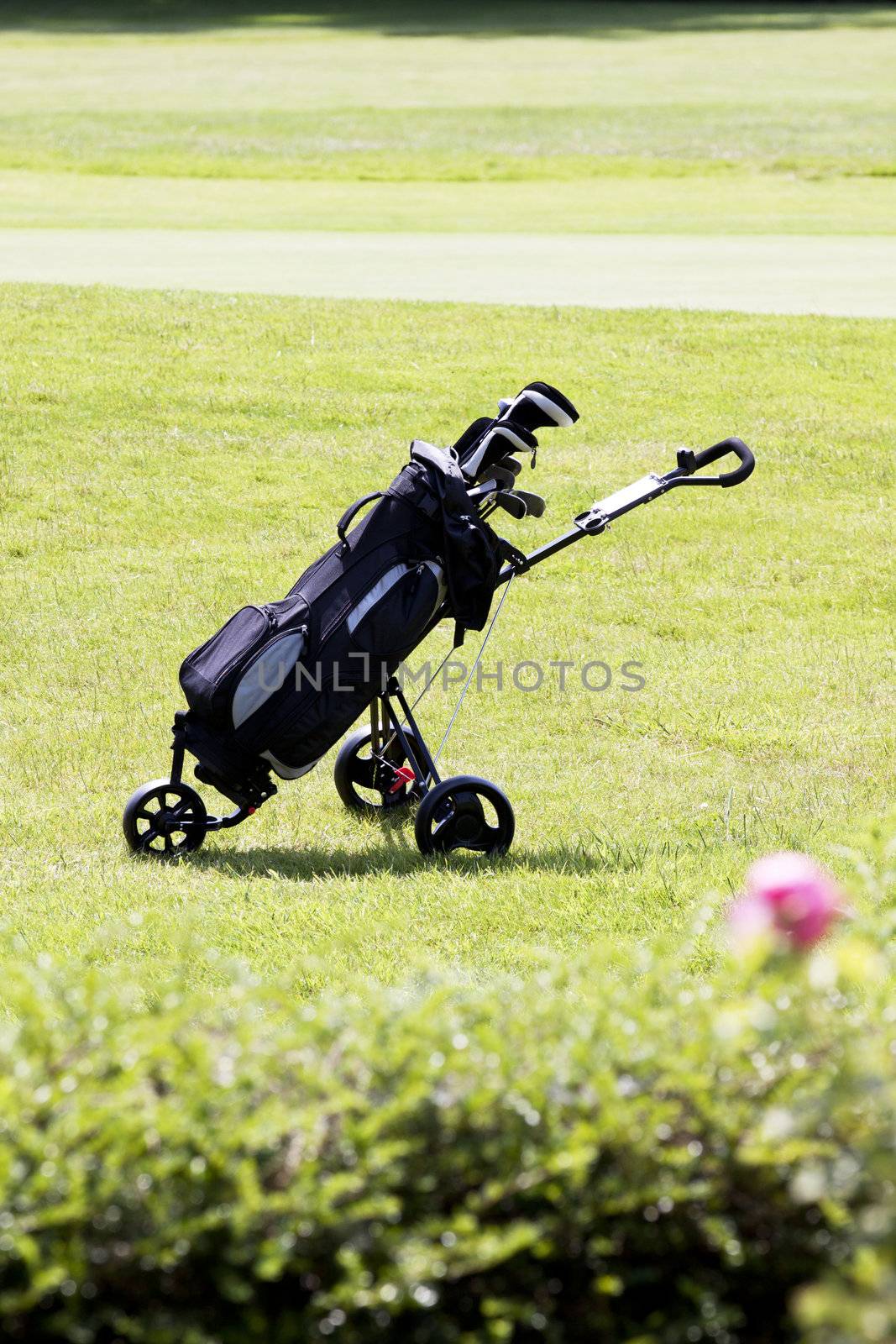golfbag on a golf course in summer at golf club