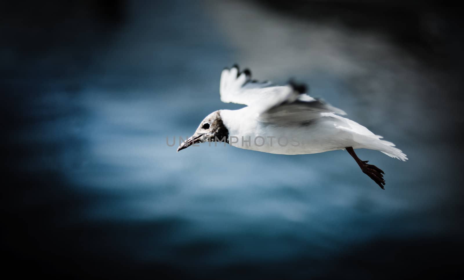 Flying bird by anobis