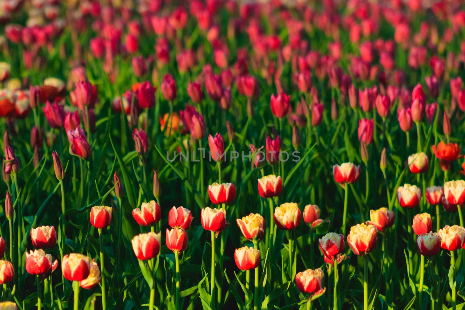 Red and Yellow Tulips in A Garden by ryhor