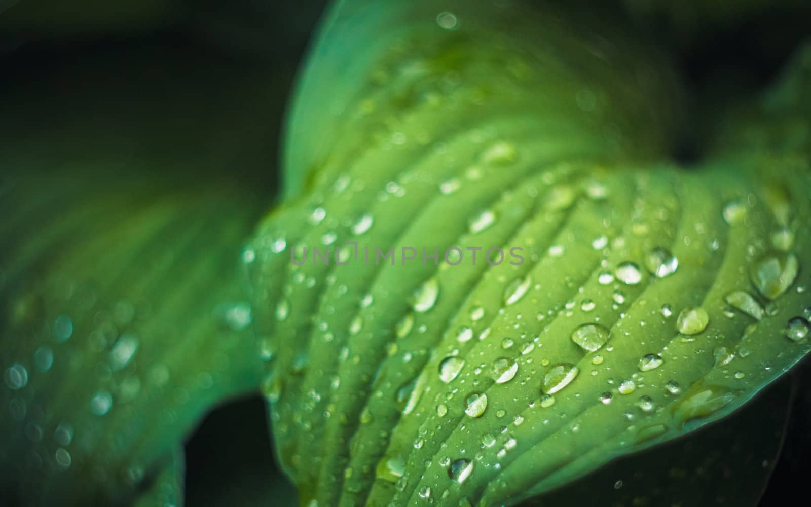 Water drops on green plant