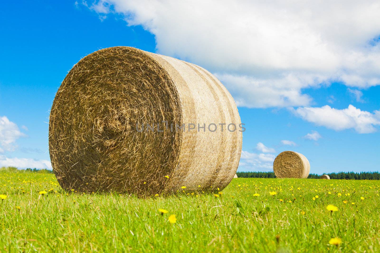 Big hay bale roll in a lush field by Jaykayl