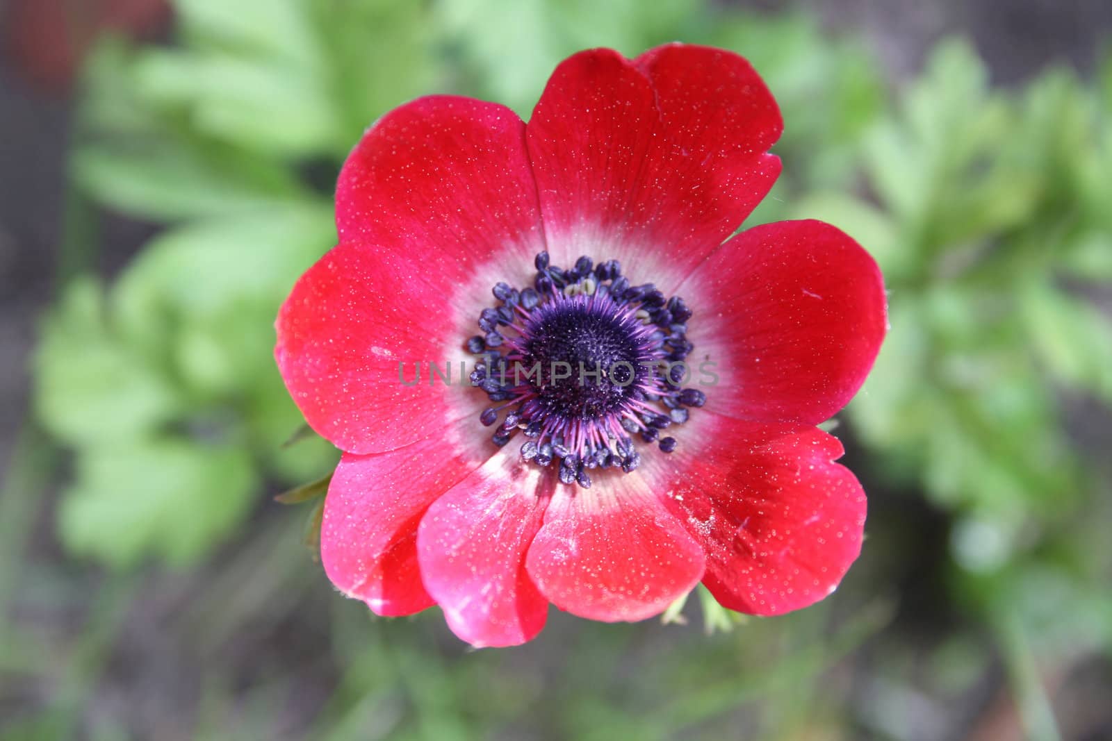pretty red anemone flowers