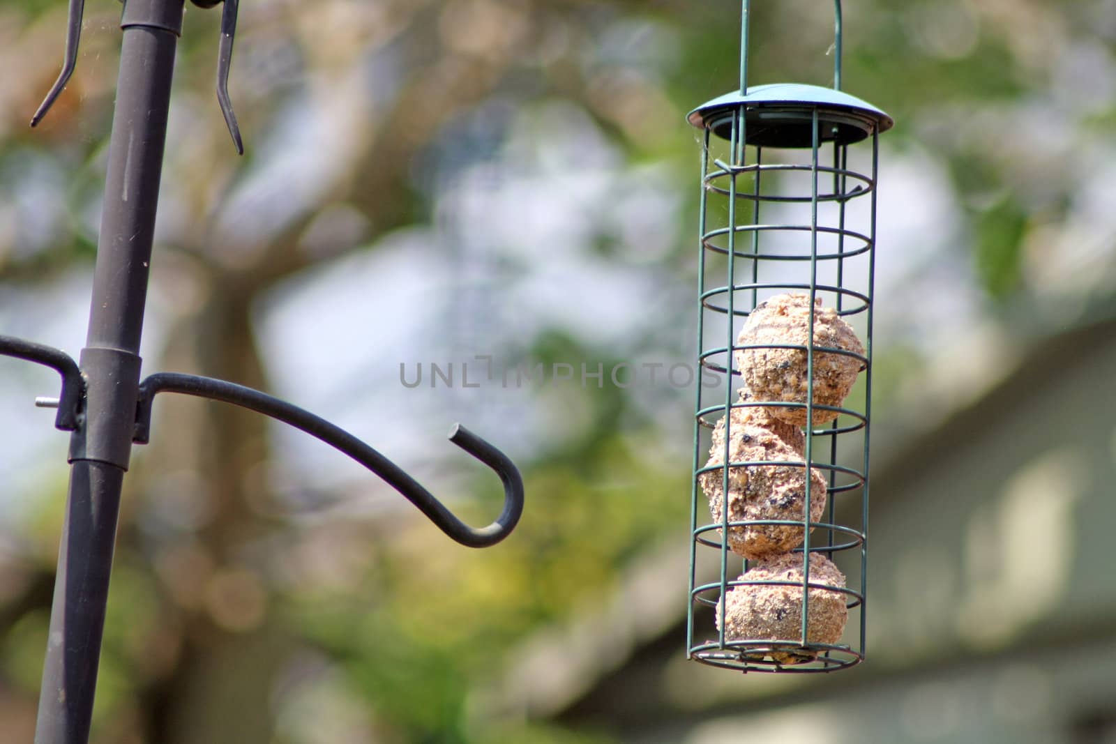 wild bird feeder