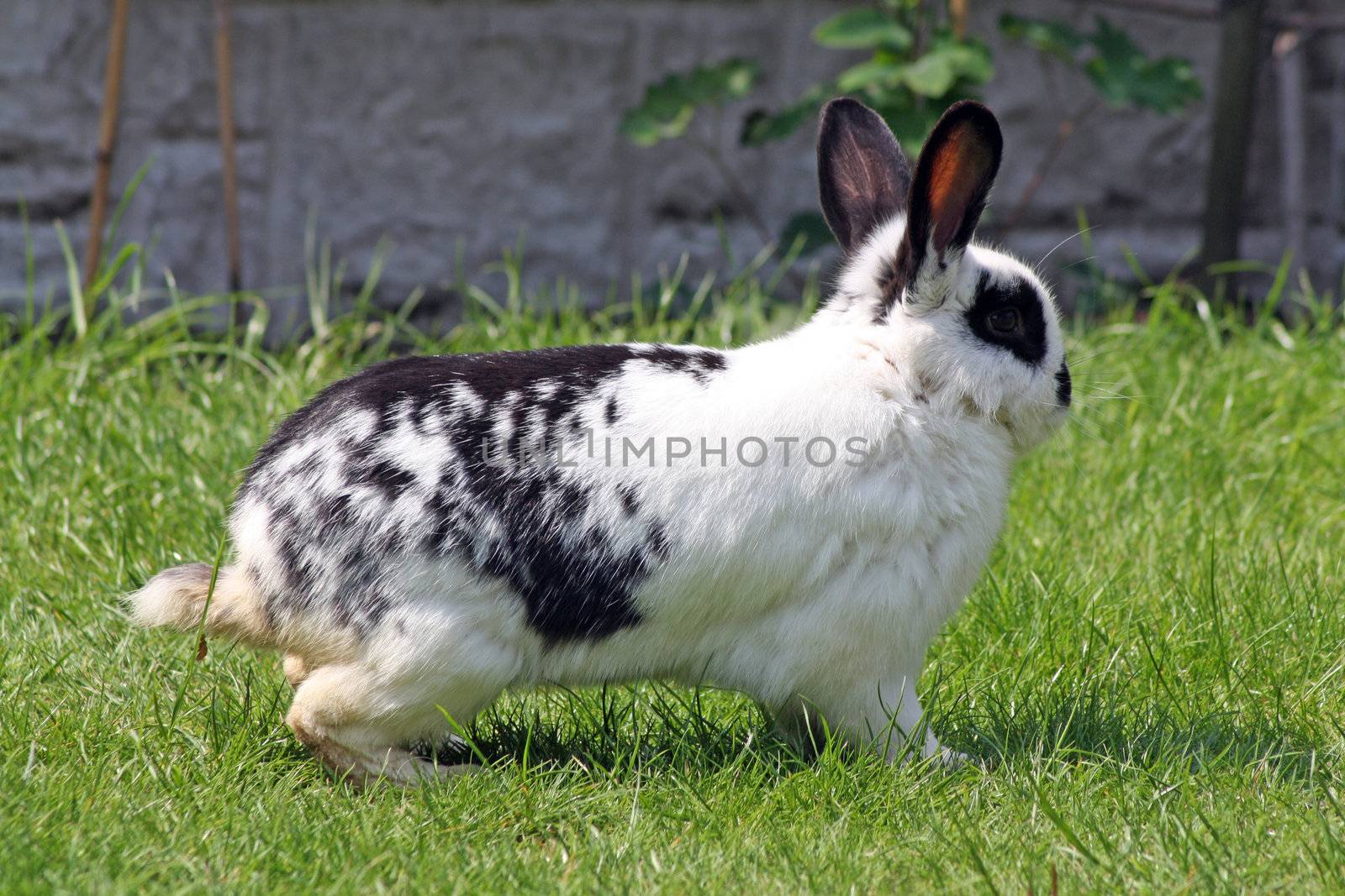 rabbit in the garden