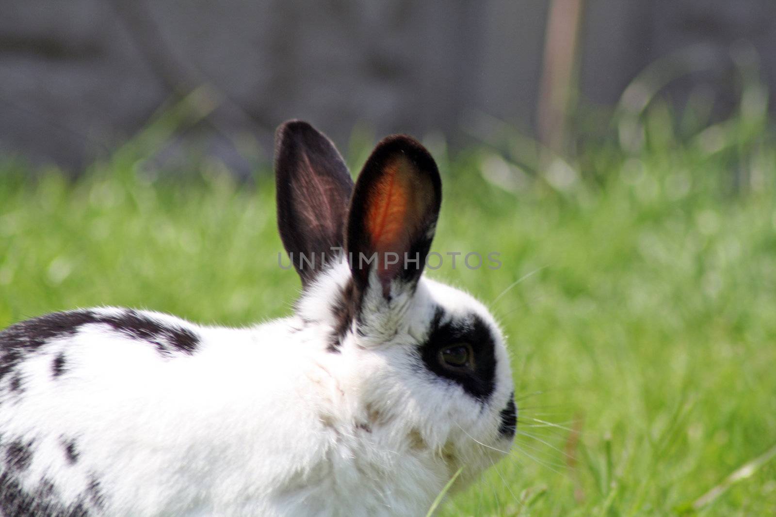 rabbit in the garden