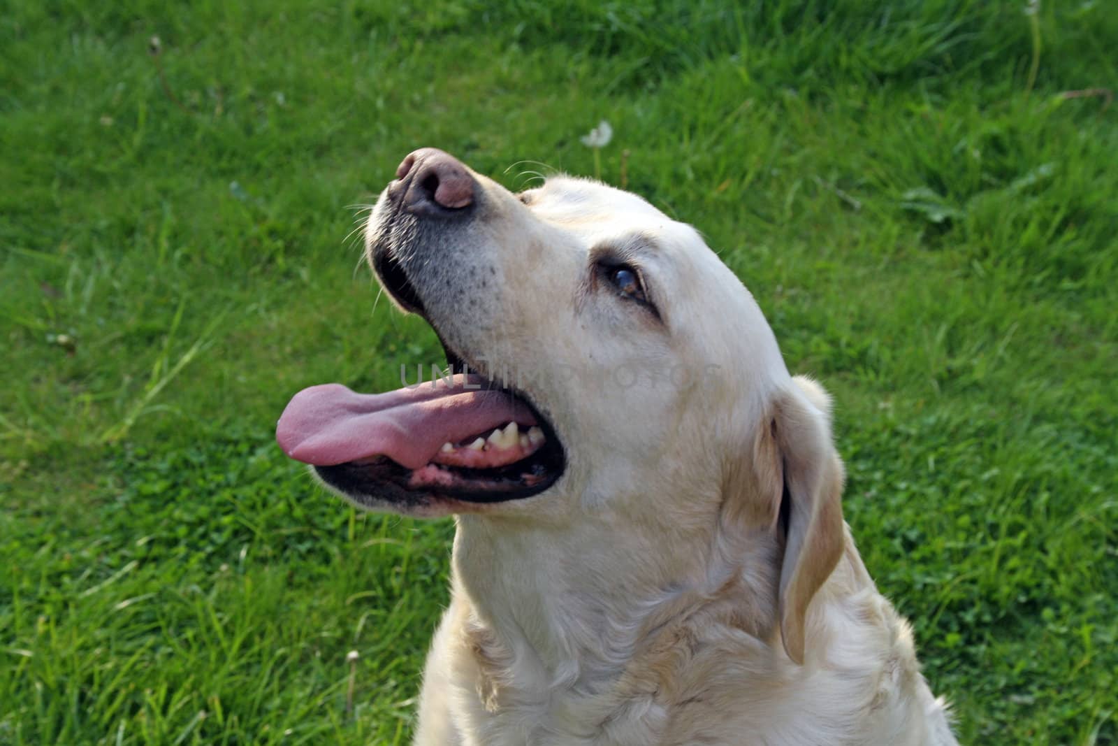 labrador dog by lizapixels