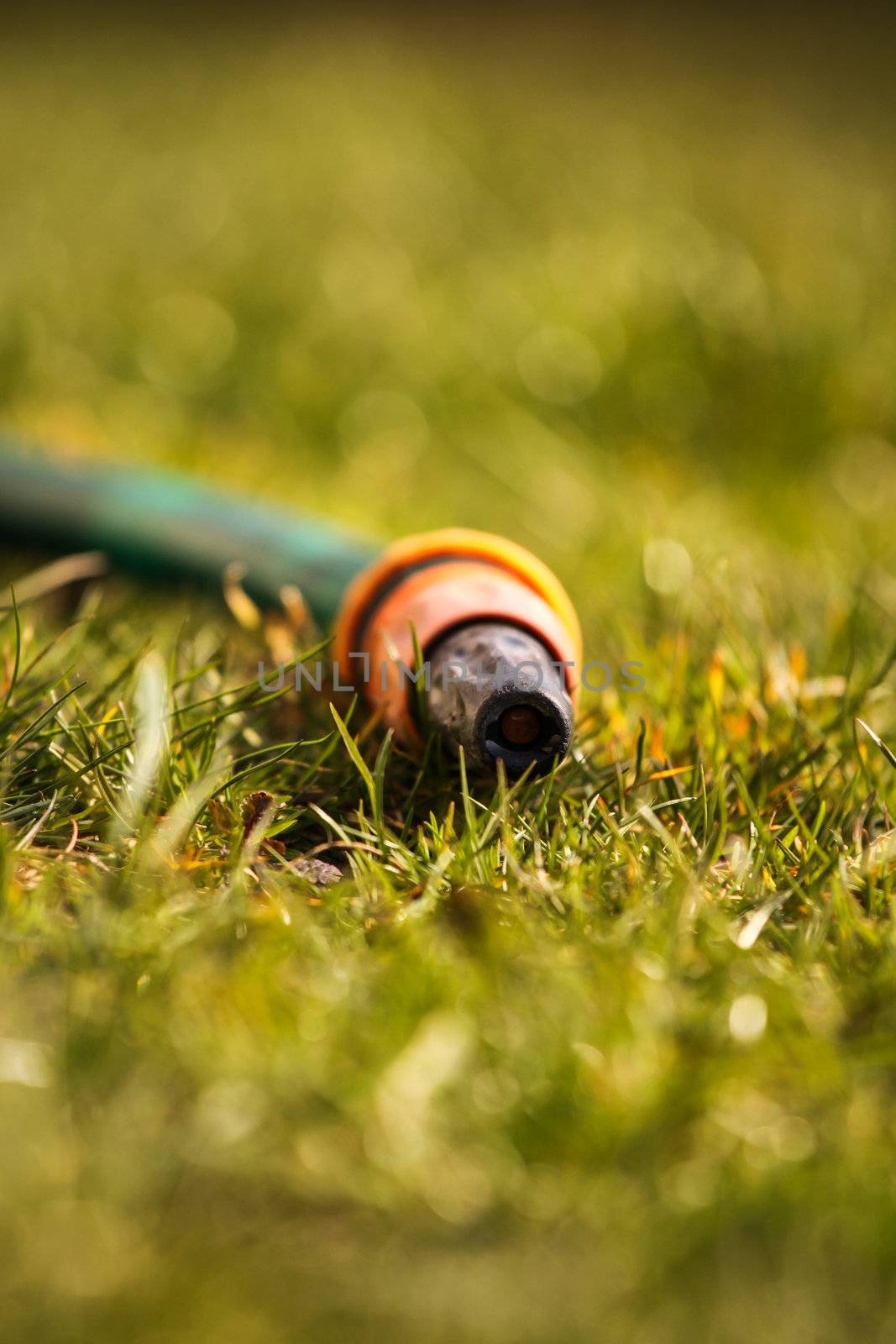 Garden hose placed on grass