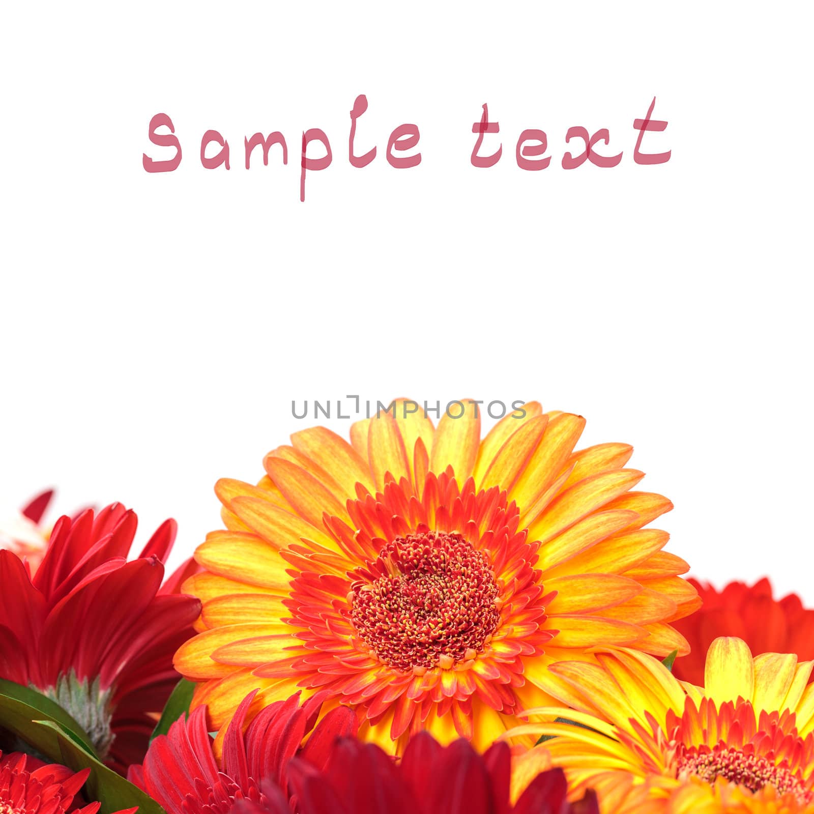 Vibrant Colorful Daisy Gerbera Flowers (with sample text)