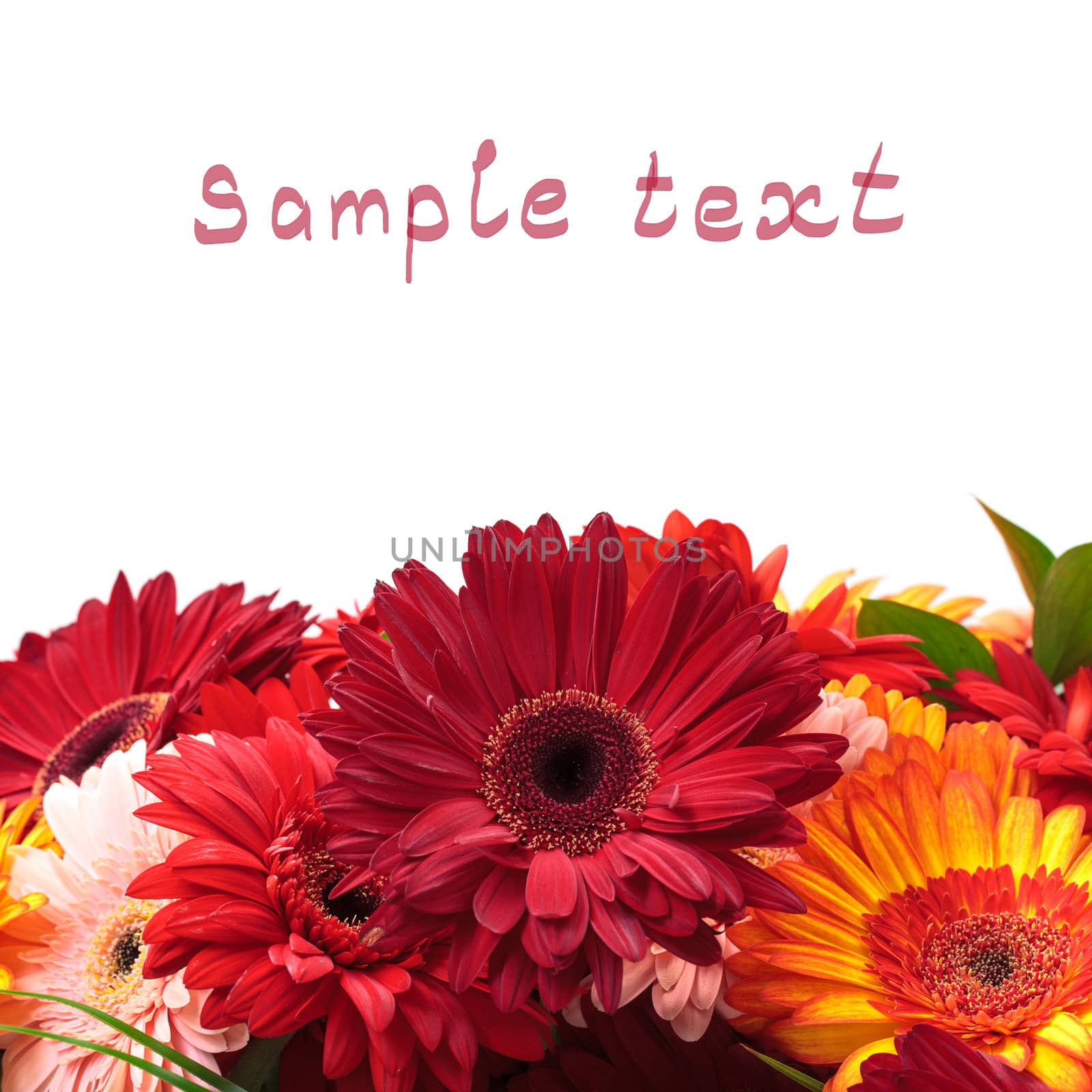 Vibrant Colorful Daisy Gerbera Flowers (with sample text)