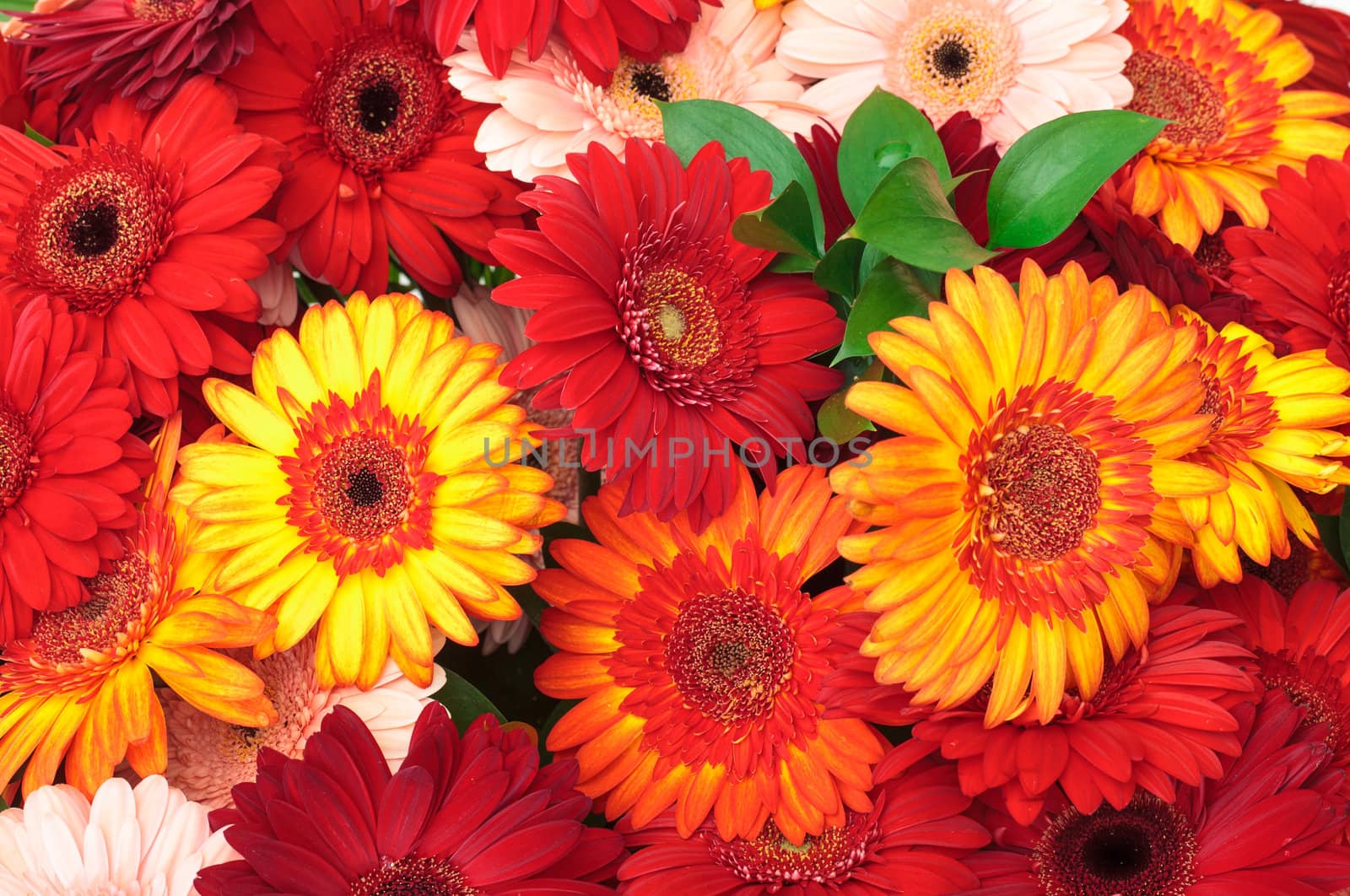 Vibrant Colorful Daisy Gerbera Flowers by Discovod