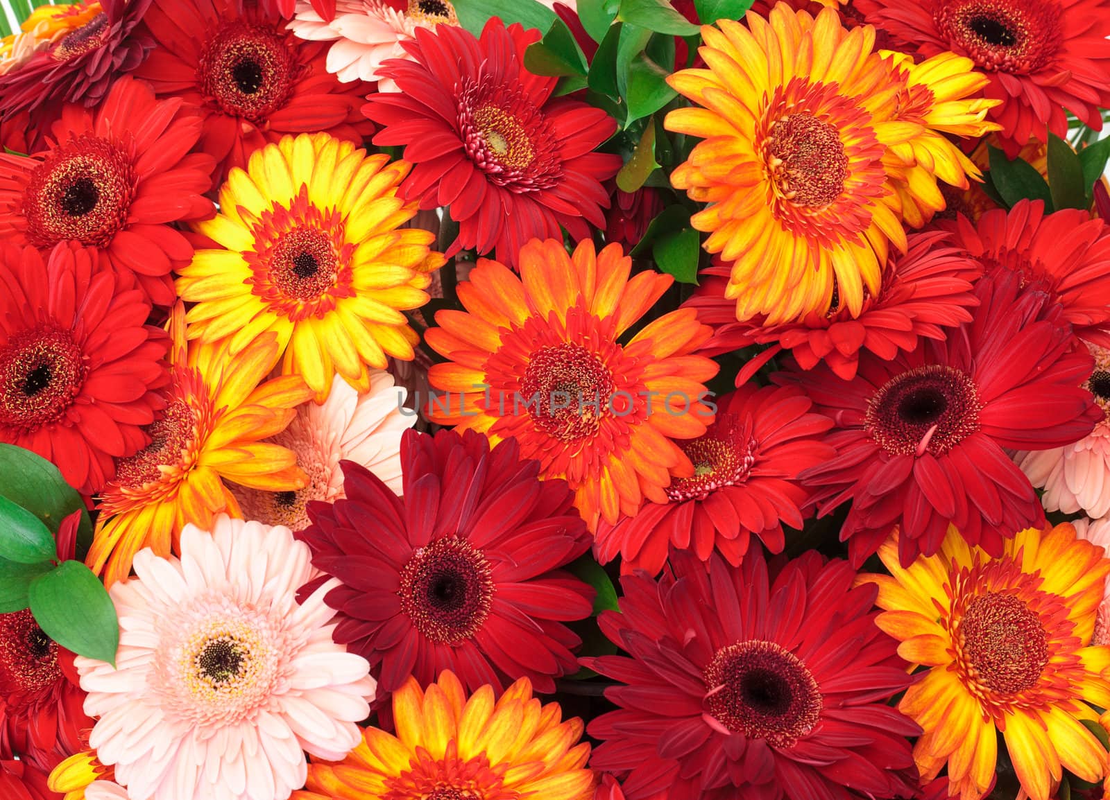 Vibrant Colorful Daisy Gerbera Flowers by Discovod