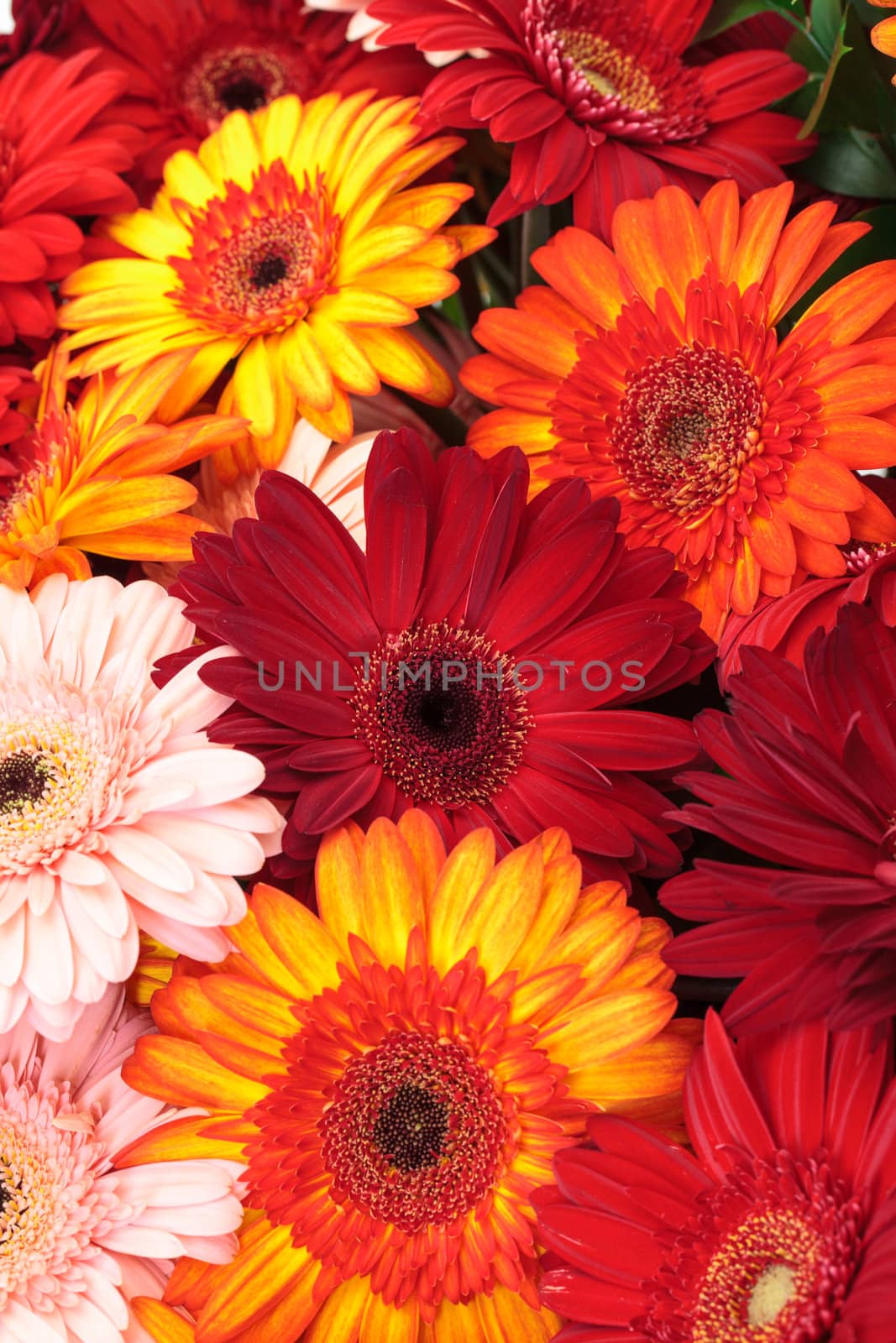 Vibrant Colorful Daisy Gerbera Flowers by Discovod