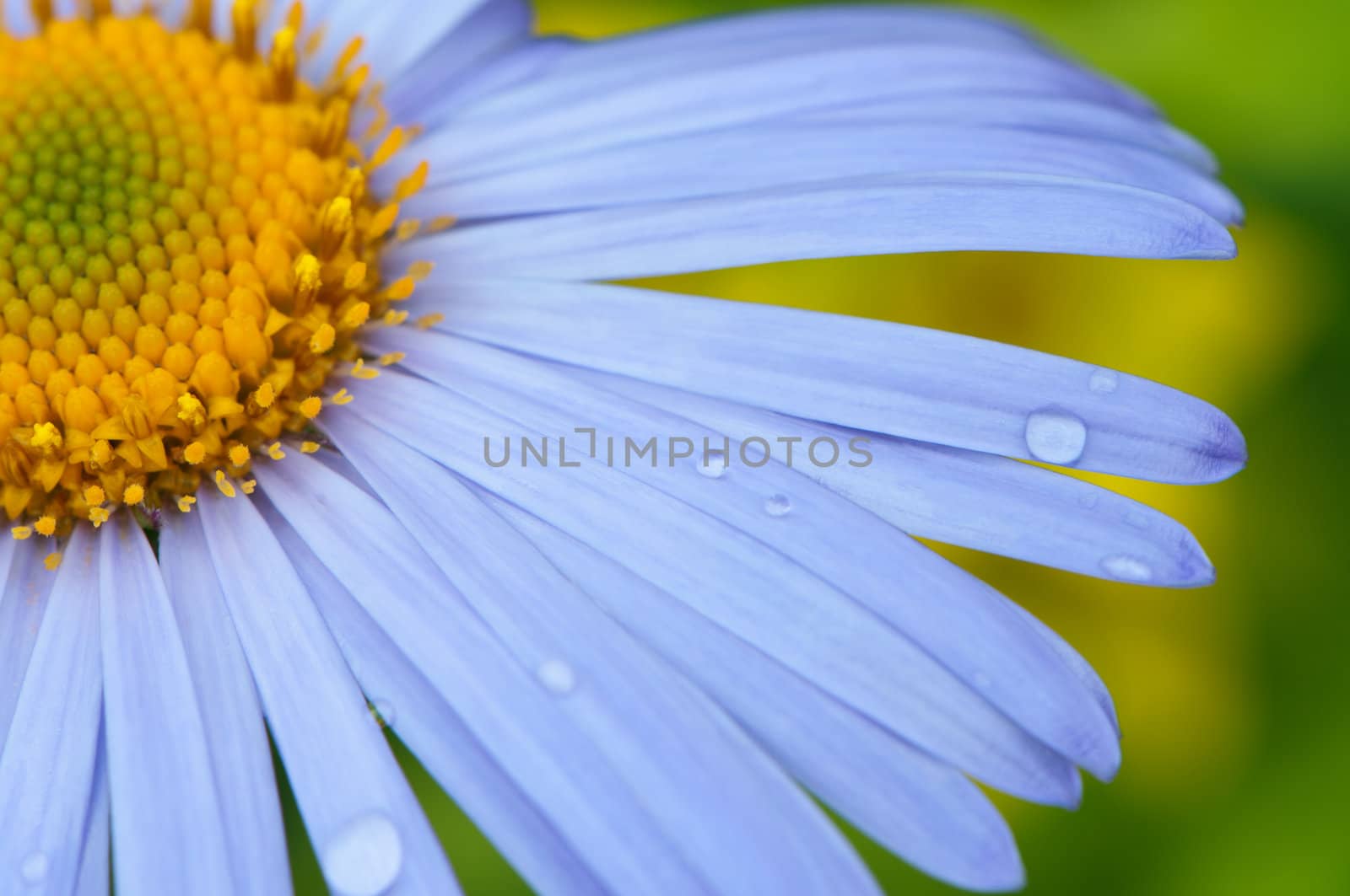 Daisy with water drops close-up.