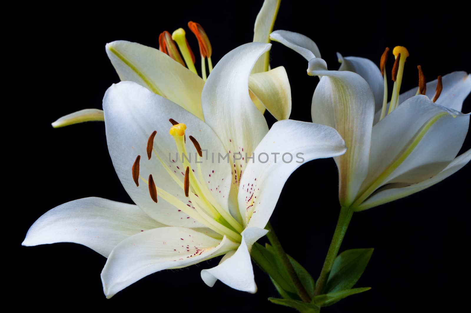 Lily on black background close up.