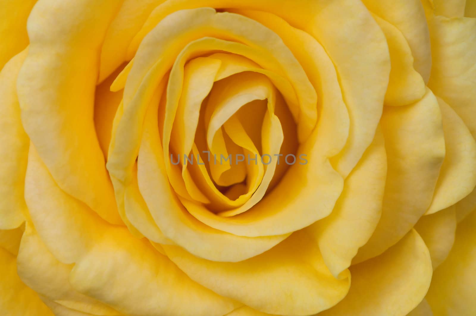 Yellow rosebud close up macro photography.