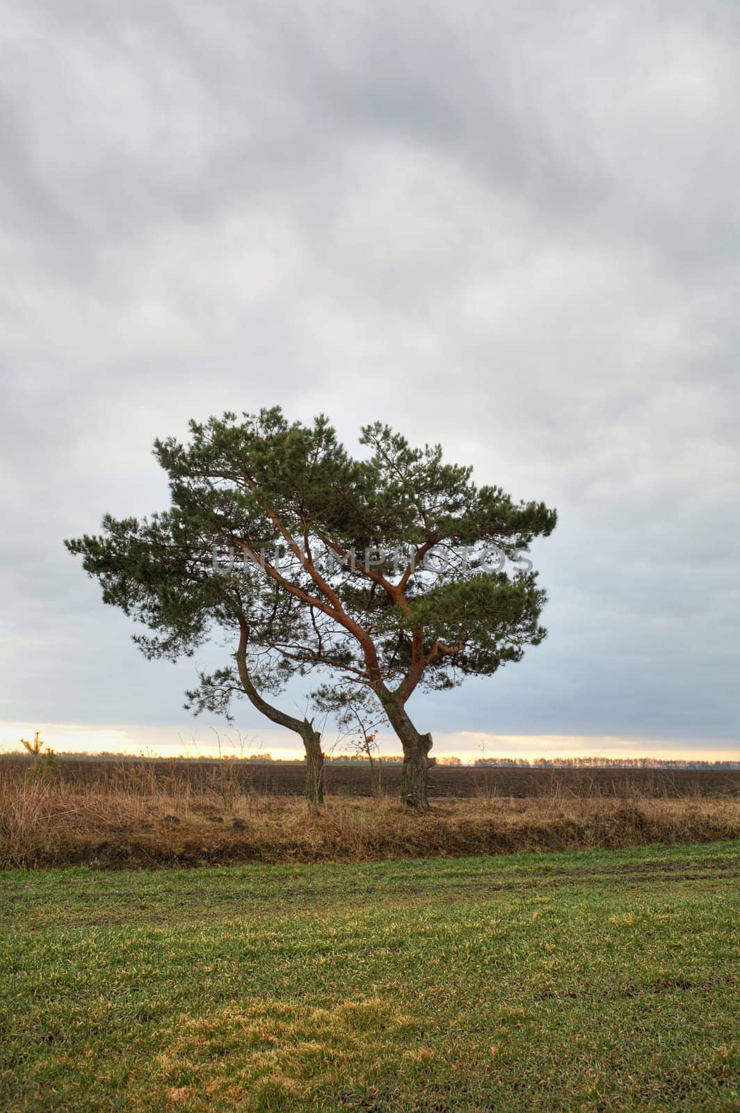 A lonely pine-tree in the field