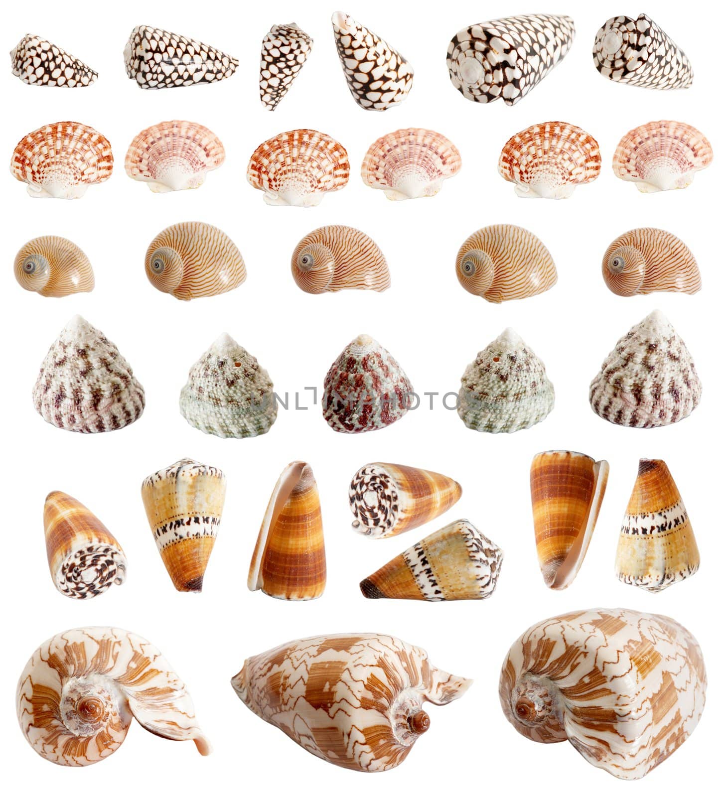 An image of isolated seashells