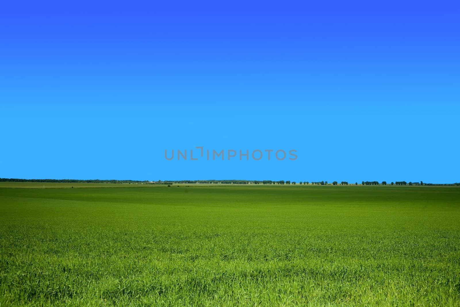 An image of green field under blue sky